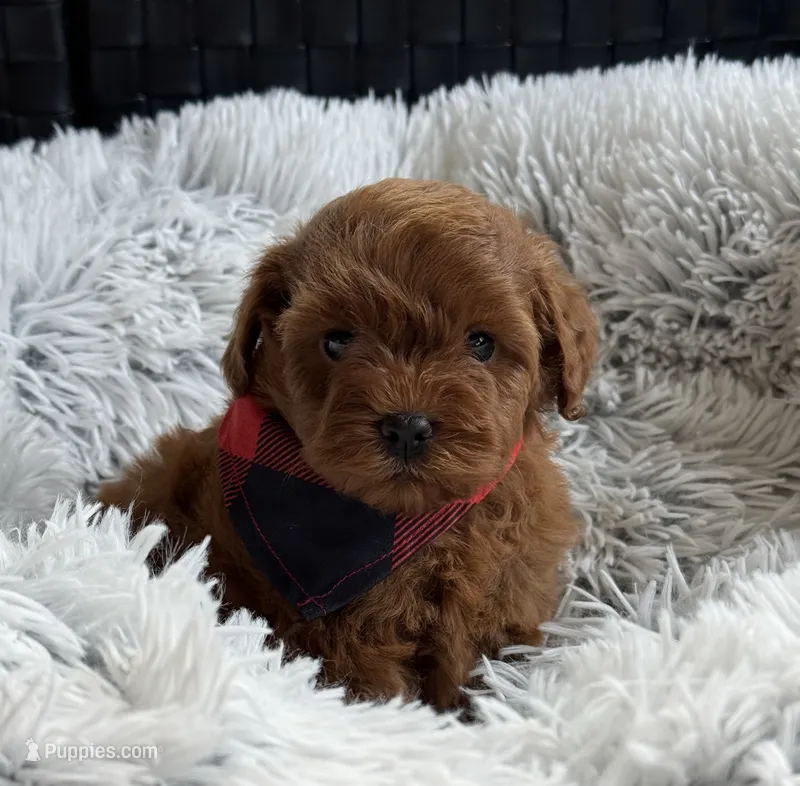 Kenzo – Cavapoo, Poodle - Toy  puppy for sale in Monee, IL