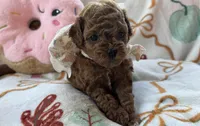 Tulip AKC Tiny Toy, a female Poodle - Toy  for sale in Monee, IL – 6 of 6