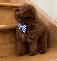 Tiny Mochi AKC, a male Poodle - Toy  for sale in Monee, IL – 7 of 7