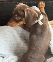 Twix AKC, a male Miniature Dachshund for sale in Monee, IL – Photo 4 of 5