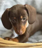Twix AKC, a male Miniature Dachshund for sale in Monee, IL – Photo 1 of 5