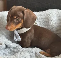 Twix AKC, a male Miniature Dachshund for sale in Monee, IL – Photo 5 of 5