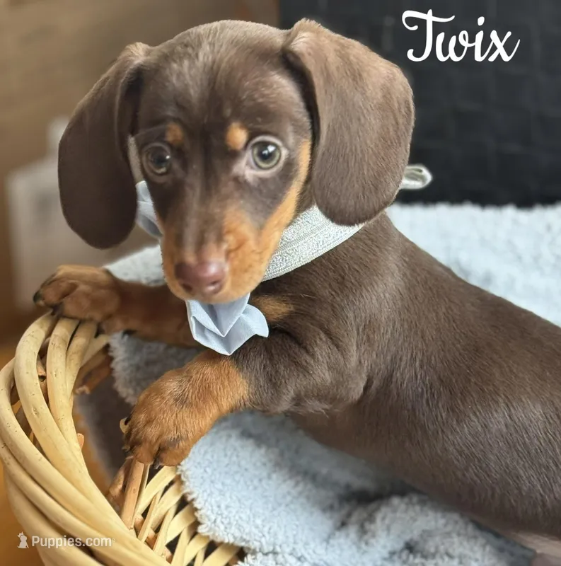 Twix AKC – Miniature Dachshund puppy for sale in Monee, IL