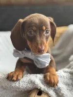 Twix AKC, a male Miniature Dachshund for sale in Monee, IL – Photo 3 of 5