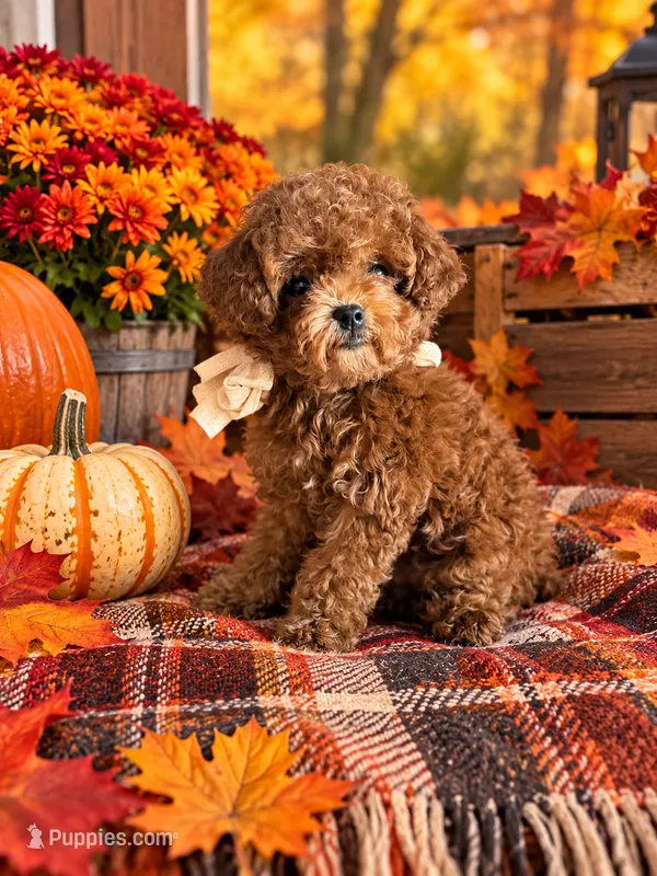 Tulip AKC – Poodle - Toy  puppy for sale in Monee, IL