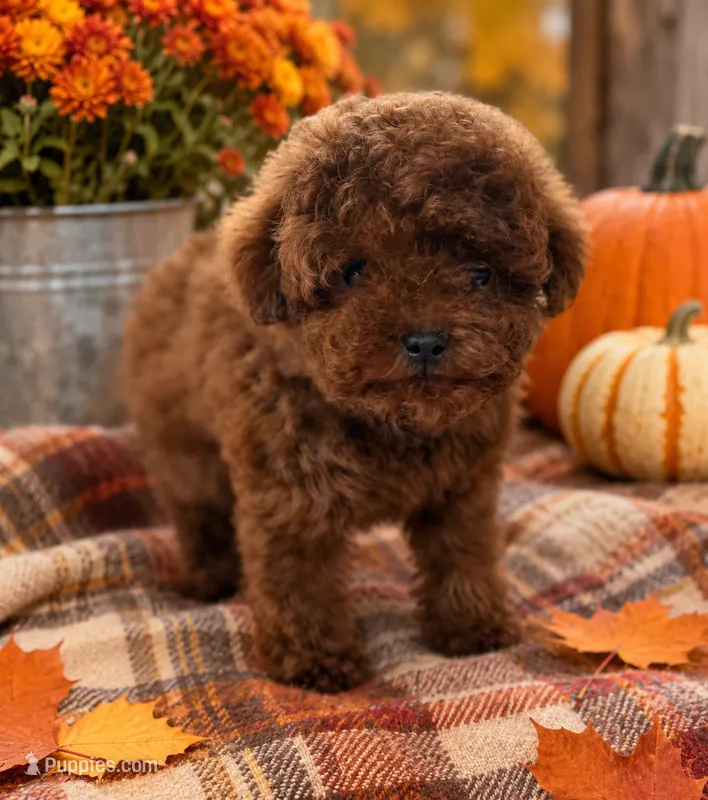 Tater AKC Tiny Toy – Poodle - Toy  puppy for sale in Monee, IL