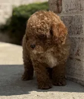 Pico , a male Poodle - Toy  for sale in Monee, IL – 5 of 6