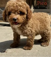 Pico , a male Poodle - Toy  for sale in Monee, IL – 3 of 6