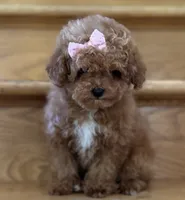 Lilly AKC, a female Poodle - Toy  for sale in Monee, IL – 2 of 5