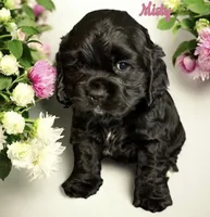 Misty, a female Cocker Spaniel for sale in Monee, IL – Photo 3 of 3