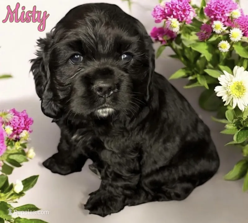 Misty – Cocker Spaniel puppy for sale in Monee, IL