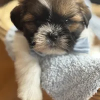 Milo AKC, a male Shih Tzu for sale in Monee, IL – Photo 1 of 4