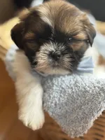 Tippy AKC, a male Shih Tzu for sale in Monee, IL – Photo 4 of 4