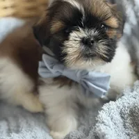 Milo AKC, a male Shih Tzu for sale in Monee, IL – Photo 2 of 4