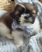 Tippy AKC, a male Shih Tzu for sale in Monee, IL – Photo 1 of 4