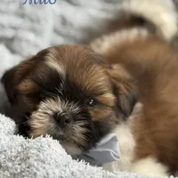 Milo AKC, a male Shih Tzu for sale in Monee, IL – Photo 3 of 4
