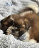 Tippy AKC, a male Shih Tzu for sale in Monee, IL – Photo 2 of 4
