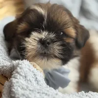 Milo AKC, a male Shih Tzu for sale in Monee, IL – Photo 4 of 4