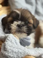 Tippy AKC, a male Shih Tzu for sale in Monee, IL – Photo 3 of 4