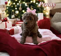 Penny, a female Poodle - Toy  and Miniature Goldendoodle for sale in Monee, IL – Photo 3 of 3