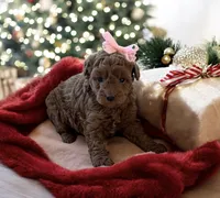 Penny, a female Poodle - Toy  and Miniature Goldendoodle for sale in Monee, IL – Photo 2 of 3