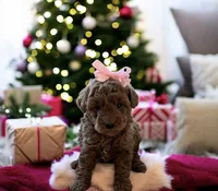 Penny, a female Poodle - Toy  and Miniature Goldendoodle for sale in Monee, IL – Photo 1 of 3
