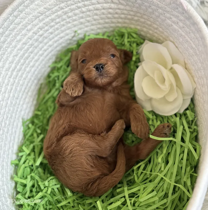 Kenzo – Cavapoo, Poodle - Toy  puppy for sale in Monee, IL
