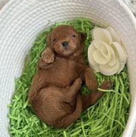 Kenzo, a male Cavapoo and Poodle - Toy  for sale in Monee, IL – 3 of 4