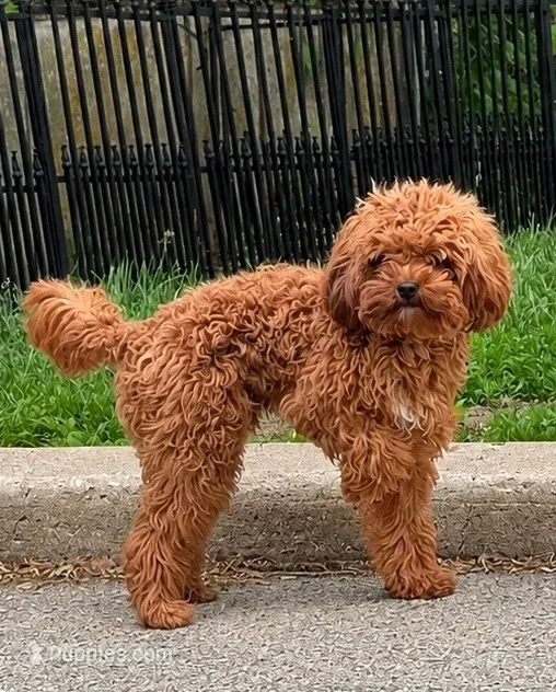 Snickers, a male Cavapoo for sale in Monee, IL – 3 of 3