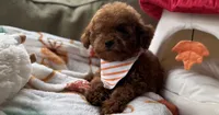 Rocket, a male Cavapoo and Poodle - Toy  for sale in Monee, IL – 4 of 6