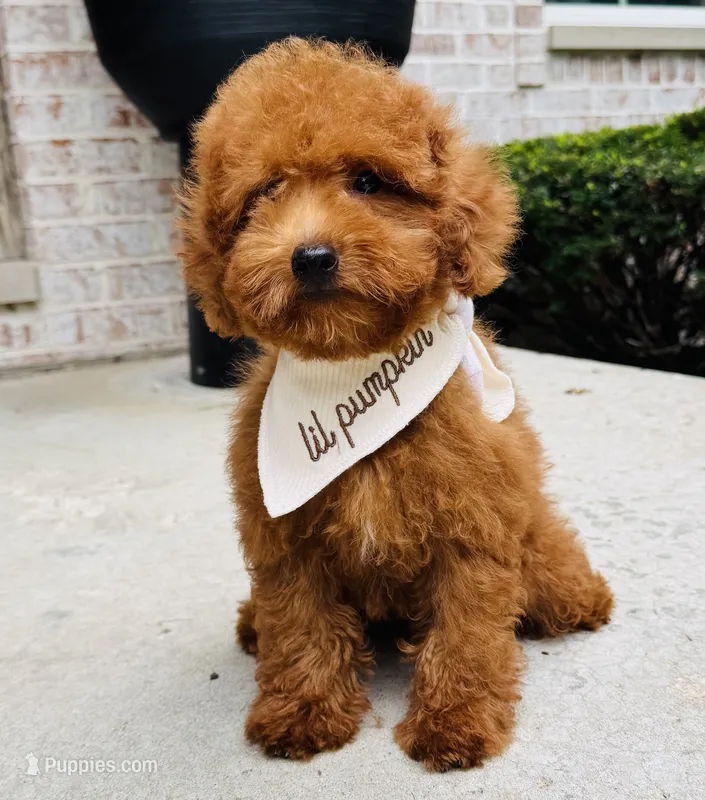 Oakley AKC – Poodle - Toy  puppy for sale in Monee, IL