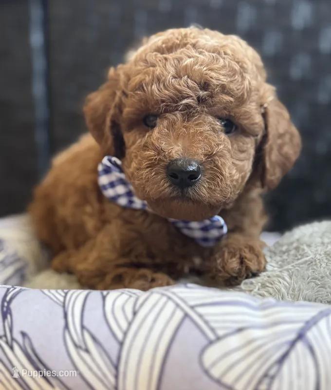 Preston – Poodle - Toy , Miniature Goldendoodle puppy for sale in Monee, IL