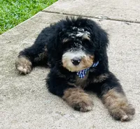 Murphy , a male Poodle - Miniature  and Miniature Bernedoodle for sale in Monee, IL – 4 of 4