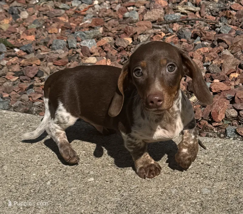 Sebastian  – Miniature Dachshund puppy for sale in Monee, IL
