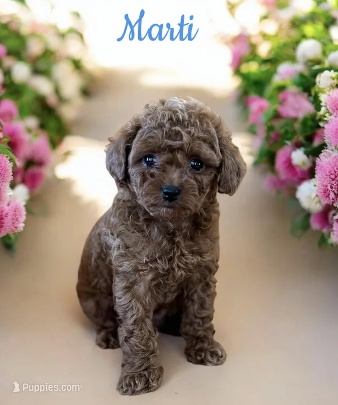 Marti AKC – Poodle - Toy  puppy for sale in Monee, IL