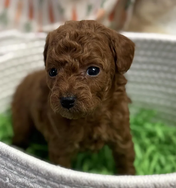 Marti AKC – Poodle - Toy  puppy for sale in Monee, IL