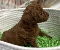 Marti AKC, a male Poodle - Toy  for sale in Monee, IL – Photo 6 of 6