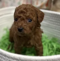 Marti AKC, a male Poodle - Toy  for sale in Monee, IL – Photo 3 of 6