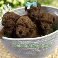 Marti AKC, a male Poodle - Toy  for sale in Monee, IL – Photo 2 of 6