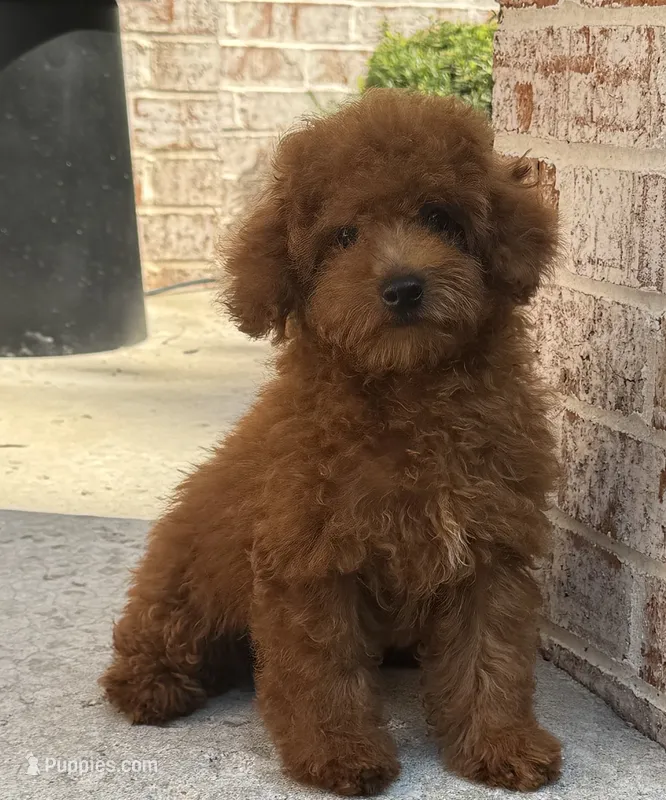 Oakley AKC – Poodle - Toy  puppy for sale in Monee, IL