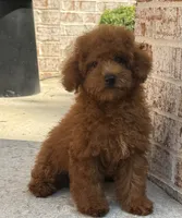 Oakley AKC, a male Poodle - Toy  for sale in Monee, IL – 1 of 5
