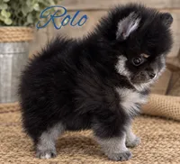 Rolo(tiny), a male Pomeranian for sale in Monee, IL – 3 of 4