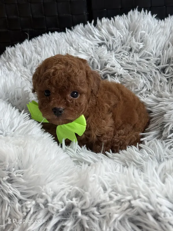Kale – Cavapoo, Poodle - Toy  puppy for sale in Monee, IL