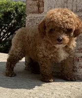 Pico , a male Poodle - Toy  for sale in Monee, IL – 4 of 6