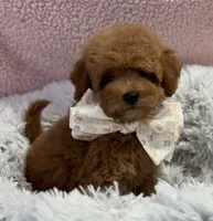 Pixie, a female Poodle - Toy  and Miniature Goldendoodle for sale in Monee, IL – 4 of 5