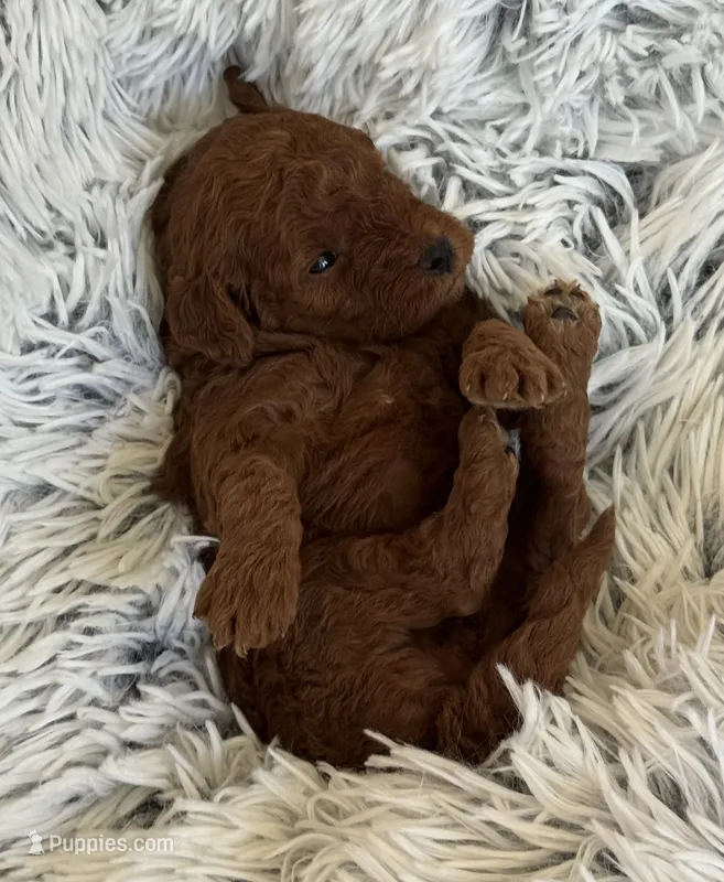 Piper – Poodle - Toy , Miniature Goldendoodle puppy for sale in Monee, IL