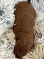 Piper, a male Poodle - Toy  and Miniature Goldendoodle for sale in Monee, IL – 4 of 4