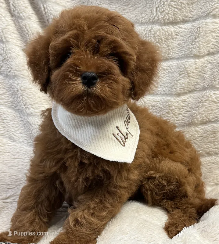 Rio – Cavapoo, Poodle - Toy  puppy for sale in Monee, IL