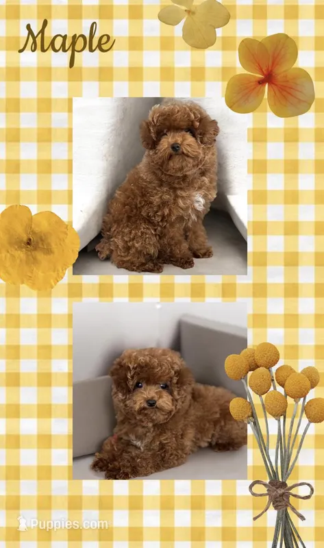 Teacup Maple AKC – Poodle - Toy  puppy for sale in Monee, IL