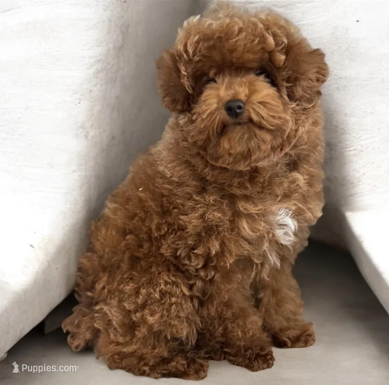 Tiny Maple AKC – Poodle - Toy  puppy for sale in Monee, IL